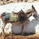 Illustration for article titled Turkish Shepherds Use "Plug-and-Play Donkeys" To Get Online